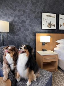 Gæludýr sem dvelur með gesti á Delta Hotels by Marriott Calgary Downtown