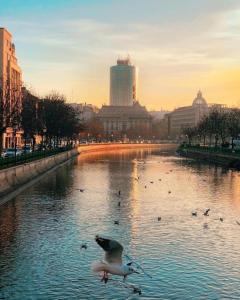 una gaviota volando sobre un río en una ciudad en Cozy Plevnei, en Bucarest