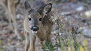 Tiere im Ferienhaus oder in der Nähe