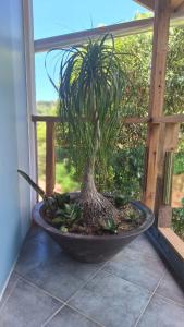 En have udenfor Pousada Rosa Bonita + 167 billeder