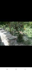 Imagem da galeria de APARTA-Refugio El Retiro Verde em Leticia