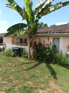 a house with a banana tree in the yard at Les grandes pouges in Saint-Avit-Saint-Nazaire