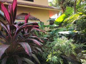 Bella Homestay Kerala外面的花园