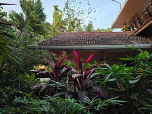 Bella Homestay Kerala外面的花园