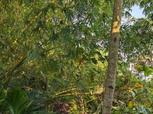 Bella Homestay Kerala外面的花园