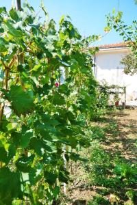 Vonkajšia záhrada v ubytovaní Agriturismo Costamagna