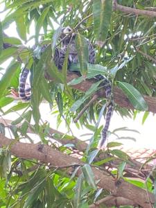 Taman di luar Nirvana Pipa