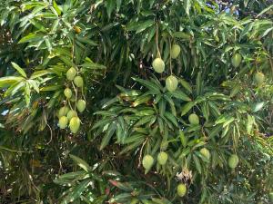 Taman di luar Nirvana Pipa