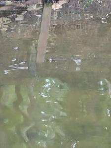 Gallery image of Catfish Cove in New London