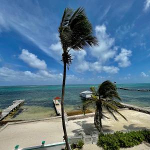 a palm tree on a beach next to the ocean at Belizian Reef Suites in San Pedro