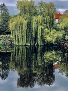 un salice piangente che si riflette nell'acqua di Crofton Dye House a Yarm