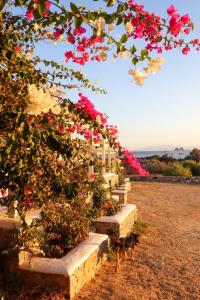 Vonkajšia záhrada v ubytovaní Sunny Studios Naxos
