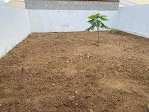 a small tree in a dirt area next to a wall at Família Feliz in São Pedro da Aldeia
