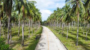a road lined with palm trees in a field at Payapa Beach in Aborlan