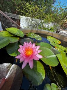 Zahrada ubytování Lotus Garden - Île de la Réunion