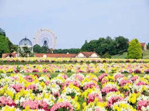 a field of flowers with a roller coaster in the background at Hotel Royal Garden Kisarazu / Vacation STAY 72210 in Kisarazu