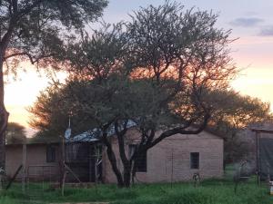 a tree in a field next to a building at Ada Selah in Bela-Bela