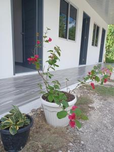 Zahrada ubytování Sebastian Guest House