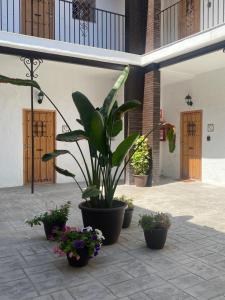Fotografia z galérie ubytovania La Parra Apartamento v destinácii Jerez de la Frontera