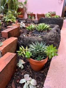 un jardín con plantas suculentas y macetadas en Loft in Calheta Madeira, en Calheta