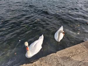 Zvieratá v apartmáne alebo blízkom okolí