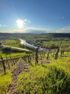 a view from the top of a hill with a vineyard at Urlaub-WeinhofHerrenberg 2 in Schoden +3 photos