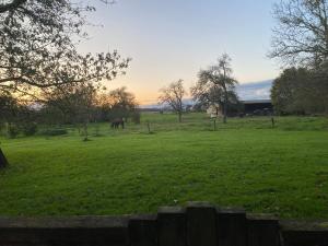 a field of green grass with elephants in the distance at Appartement Cosy in Wolfersdorf +11 photos