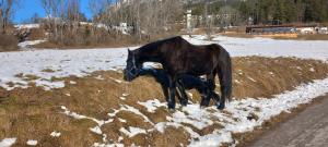 Dyr i lejligheden eller i nærheden