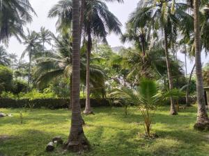 a group of palm trees in a park at Delft Cultural Home Stay in Delft East