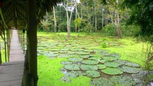 Avatar Amazon Lodge & Canopy Park外面的花园