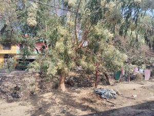 a tree in the middle of a yard with a house at Chauhans house in Prayagraj