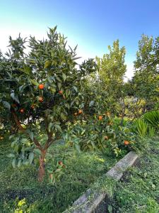Billede fra billedgalleriet på Villa in Portugal i Fornos de Algodres
