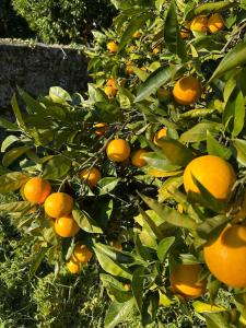 Billede fra billedgalleriet på Villa in Portugal i Fornos de Algodres