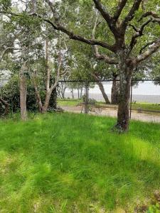 un arbre dans l'herbe à côté d'une clôture dans l'établissement Casa orilla de playa pucón, à Pucón