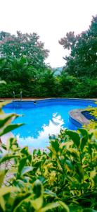 a blue swimming pool with trees in the background at Dolphin Resort in Yelagiri