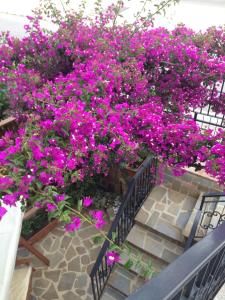 a bunch of purple flowers on some stairs at BOUGAINVILLEA Relax e Mare a 50m, in Centro! in Marina di Casalvelino