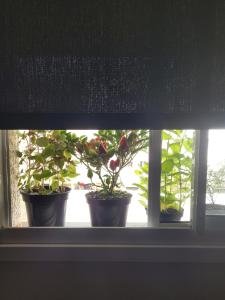 drie potplanten op een vensterbank bij Apartamento Urbano 02 dormitórios in Marília
