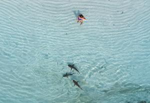 a person swimming in the water with three dolphins at Manta Homestay - Raja Ampat in Airborei