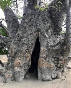 Mynd úr myndasafni af Delft island tuktuk safari í Jaffna