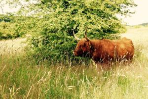a cow standing in a field of tall grass at Landhaus Markerup - großzügig mit Kamin, Sauna & Spielhaus in Husby