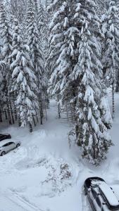 a snow covered pine trees with a car in front at студио Е 13 in Pamporovo +2 photos