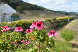 Foto dalla galleria di Quinta do Piloto a Palmela