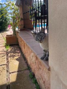 Domáce zviera alebo zvieratá hostí v ubytovaní Finca Can Alba