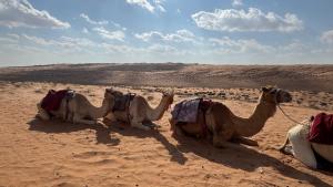 a group of three camels sitting in the desert at Infinity Camp in Bidiyah