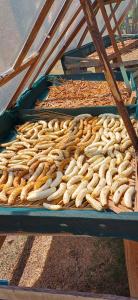 a bunch of food on a tray on a table at Pitake Lodge 2 in Nuku Hiva +7 photos