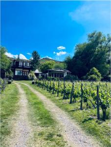 a dirt road through a vineyard with a house in the background at Estancia San Pablo in Tupungato