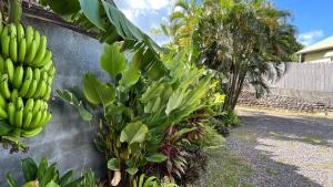 Taman di luar Ononui Lodge Airport, Ocean-View, Private Bathroom and Balcony, Free WiFi and Parking, On-Site Car Rental