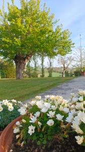 A garden outside Audaces Resort