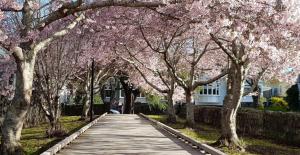 a walkway lined withakura trees in front of a house at Sky Stars Serene Haven Villa at Mt Eden in Auckland
