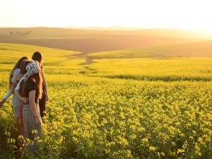 two women walking through a field of yellow flowers at Aloe Cottage in Cloeteskraal +5 photos